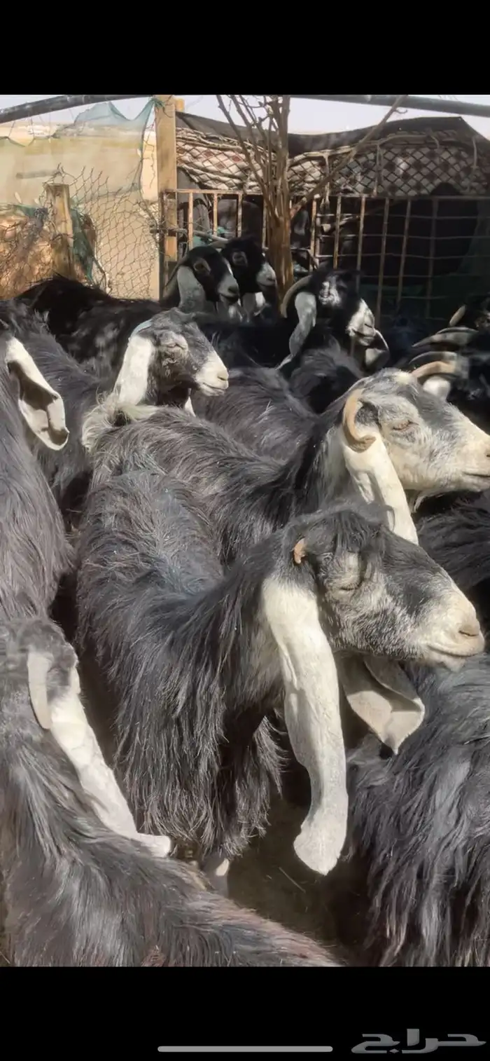 معزا عوارض مراح بفحولها 3