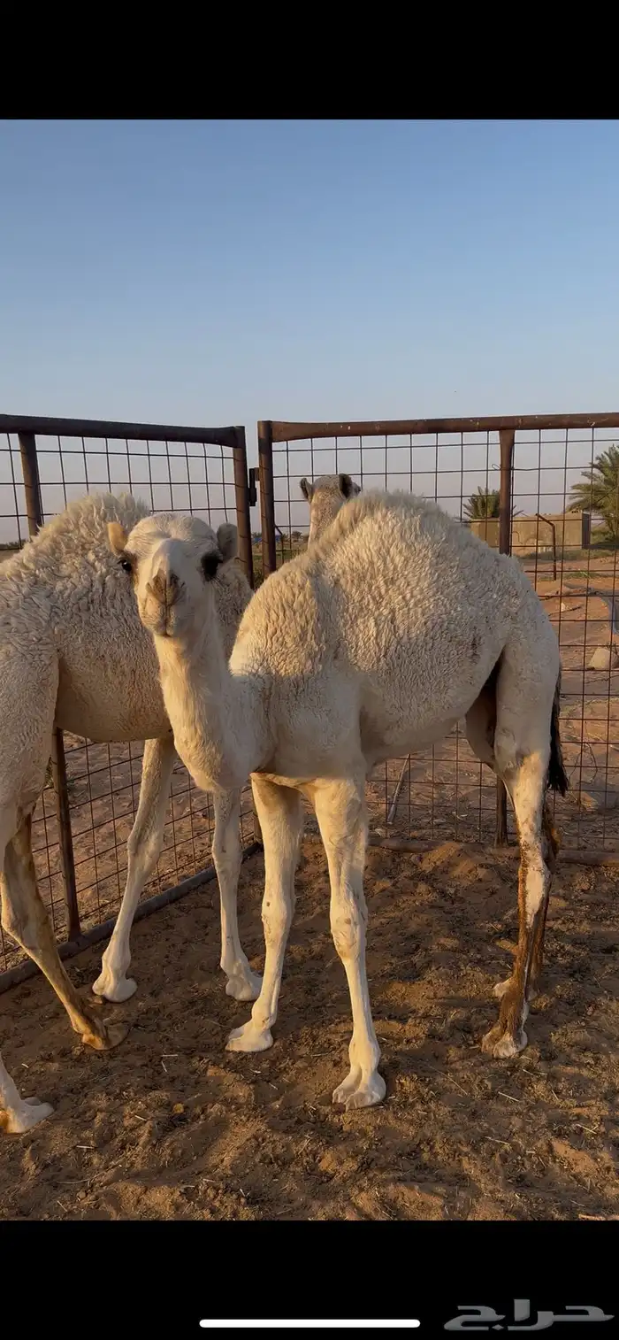 حشو للبيع قعود وبكره قصب 1