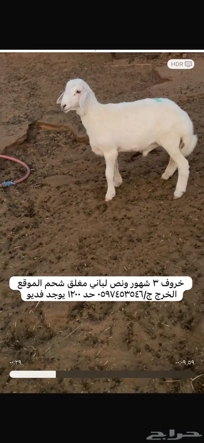 ذبايح 5