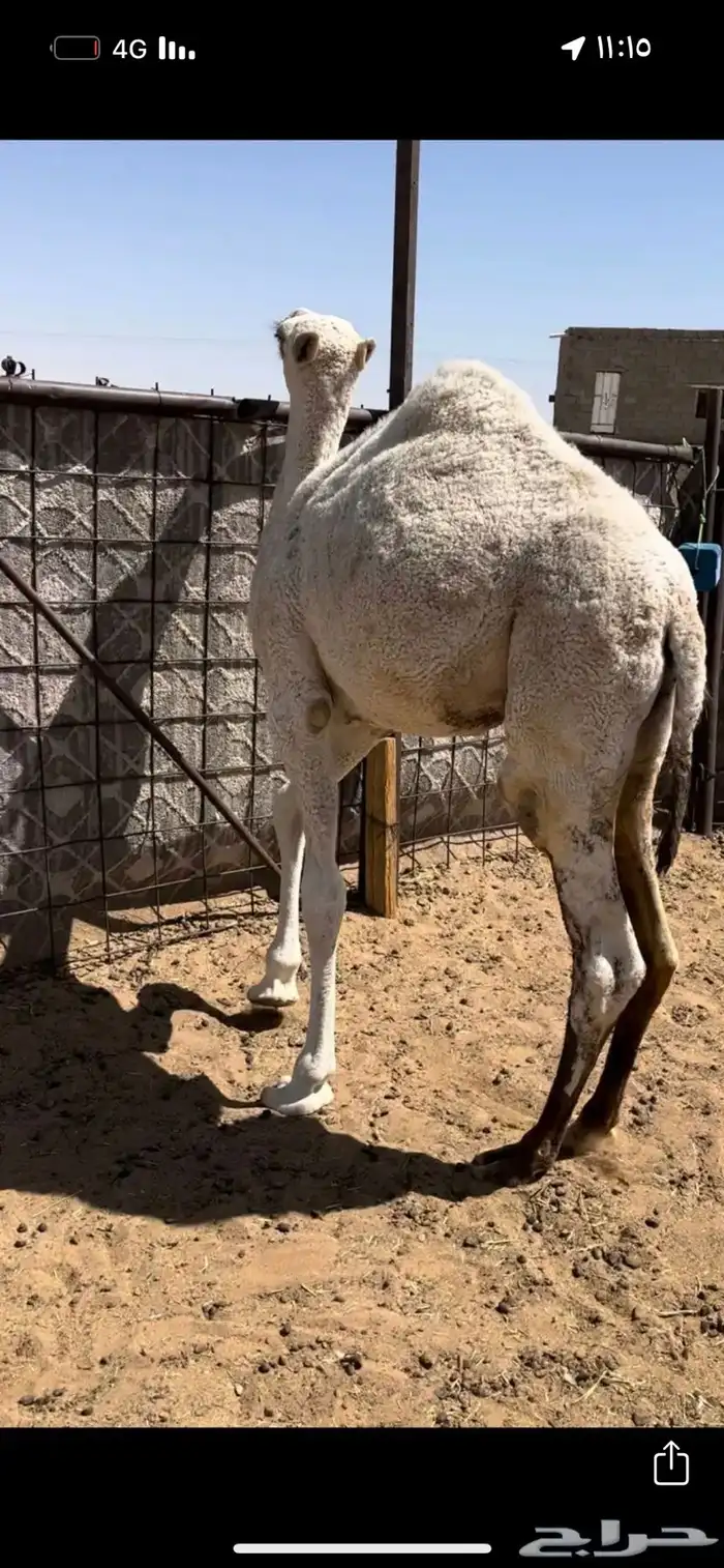 قعود عمره 6 شهور 0
