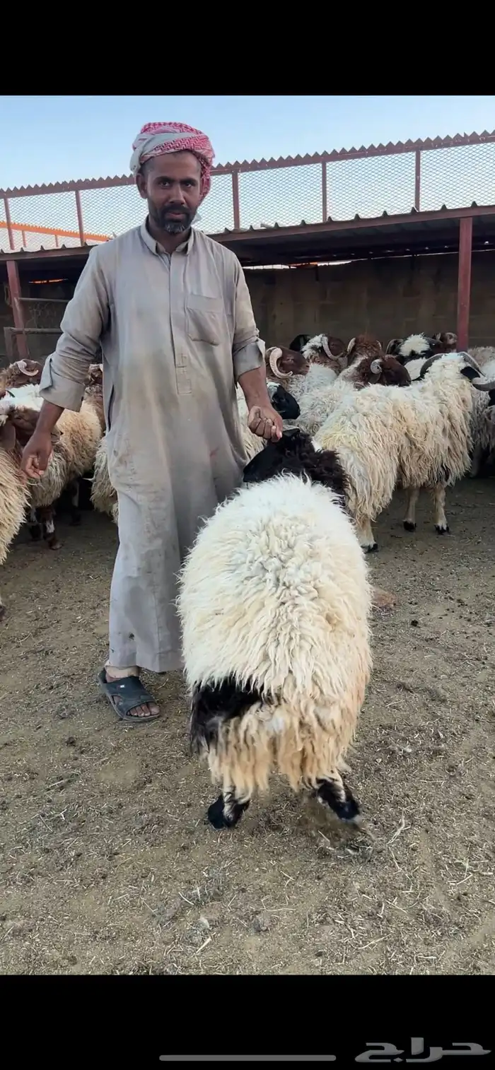 خرفان 1