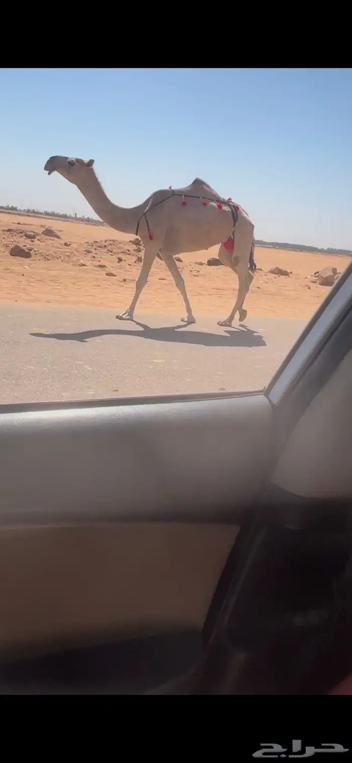 عشرا بكر طيبه تحتها بكره طيبه 2