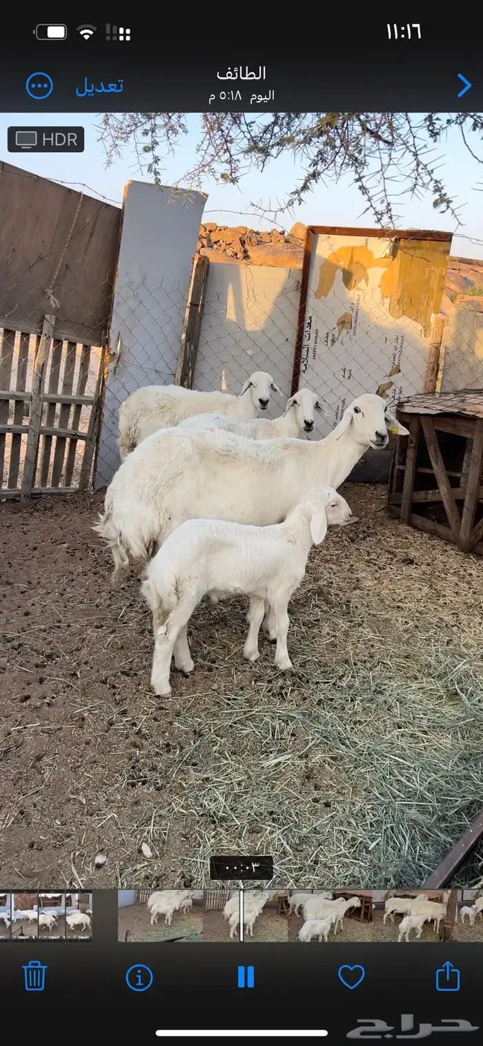 غنم طيبه خلفات رباع وقرح شبب 0
