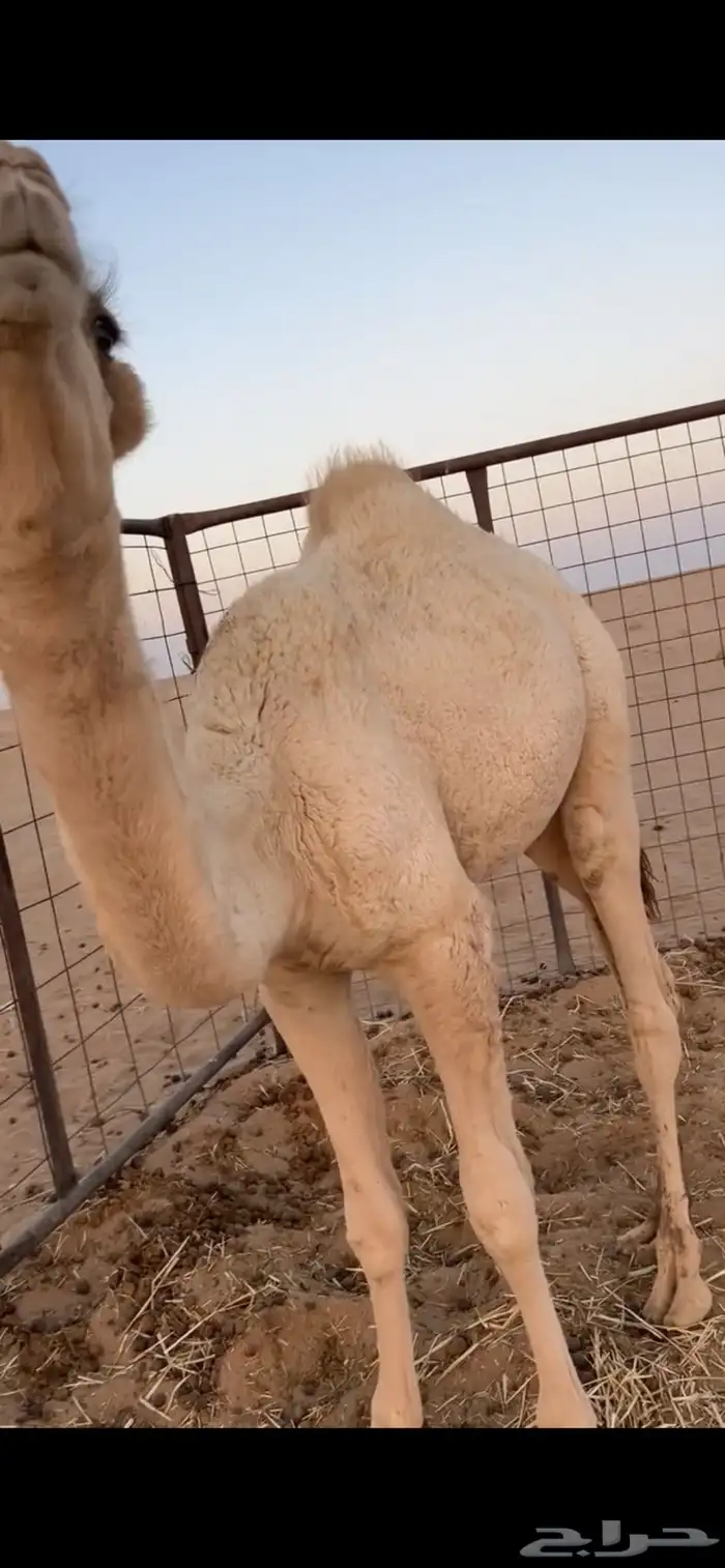 قعود قصب 0
