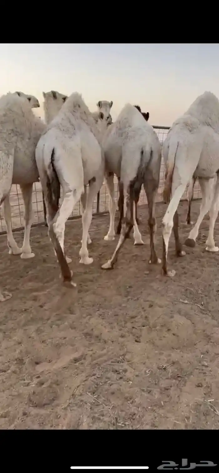 للبيع حشو فاخره 1