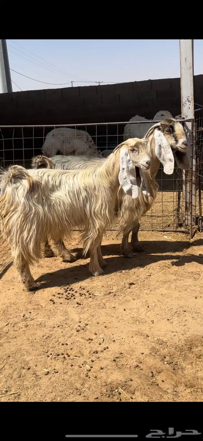 معزاء عوارض 3