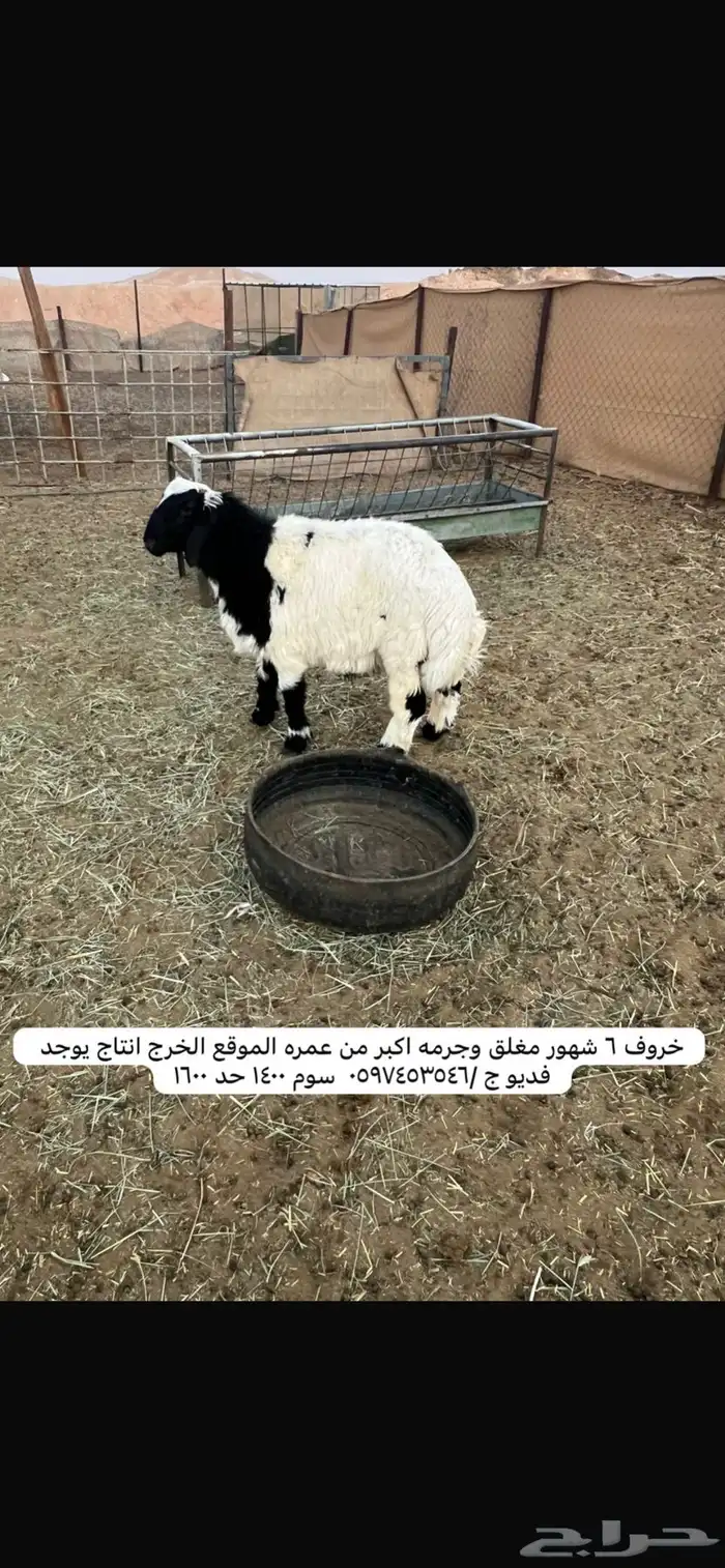 ذبايح 2