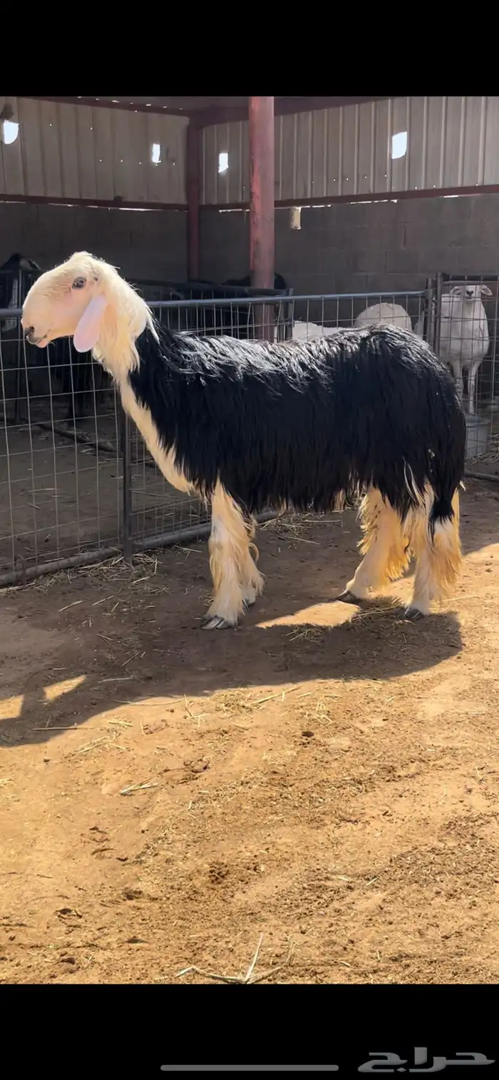طلي نجدي 3