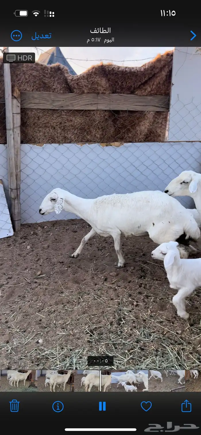 غنم طيبه خلفات رباع وقرح شبب 2