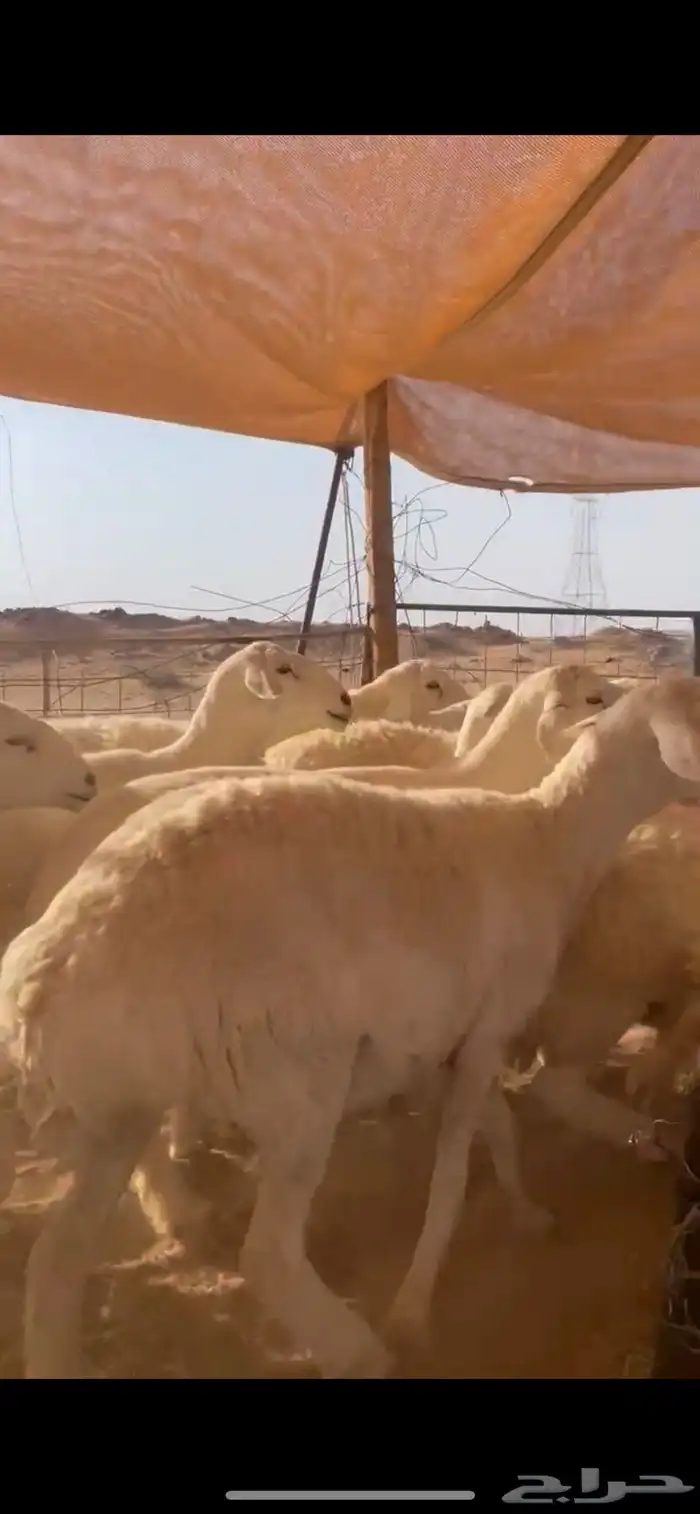 غنم حريات حرش مراح واحد بفحلها 4