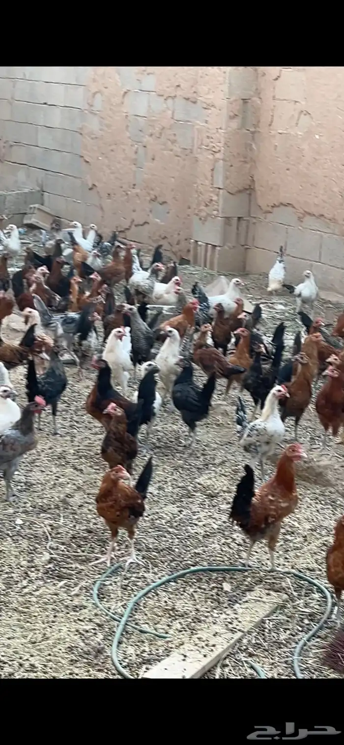 للبيع ديكه 0