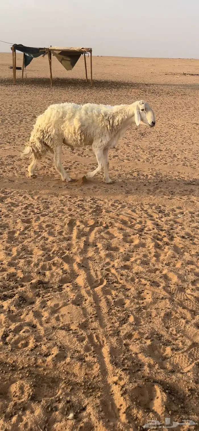 فحل حري فاخر 0