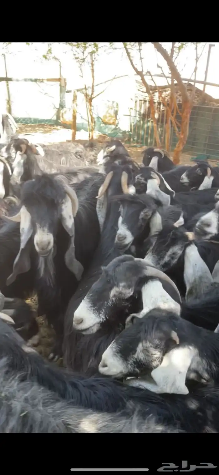 معزا عوارض مراح بفحولها 4