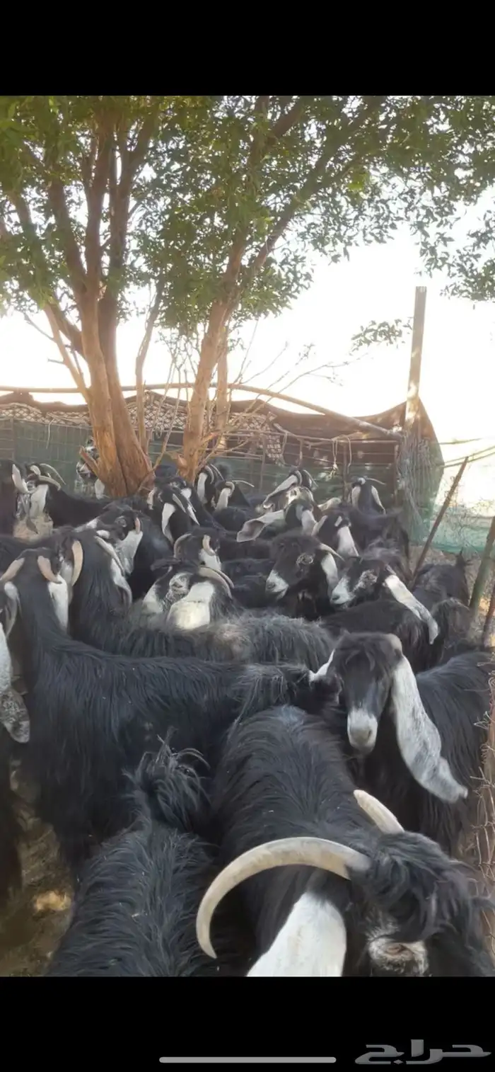 معزا عوارض مراح بفحولها 7