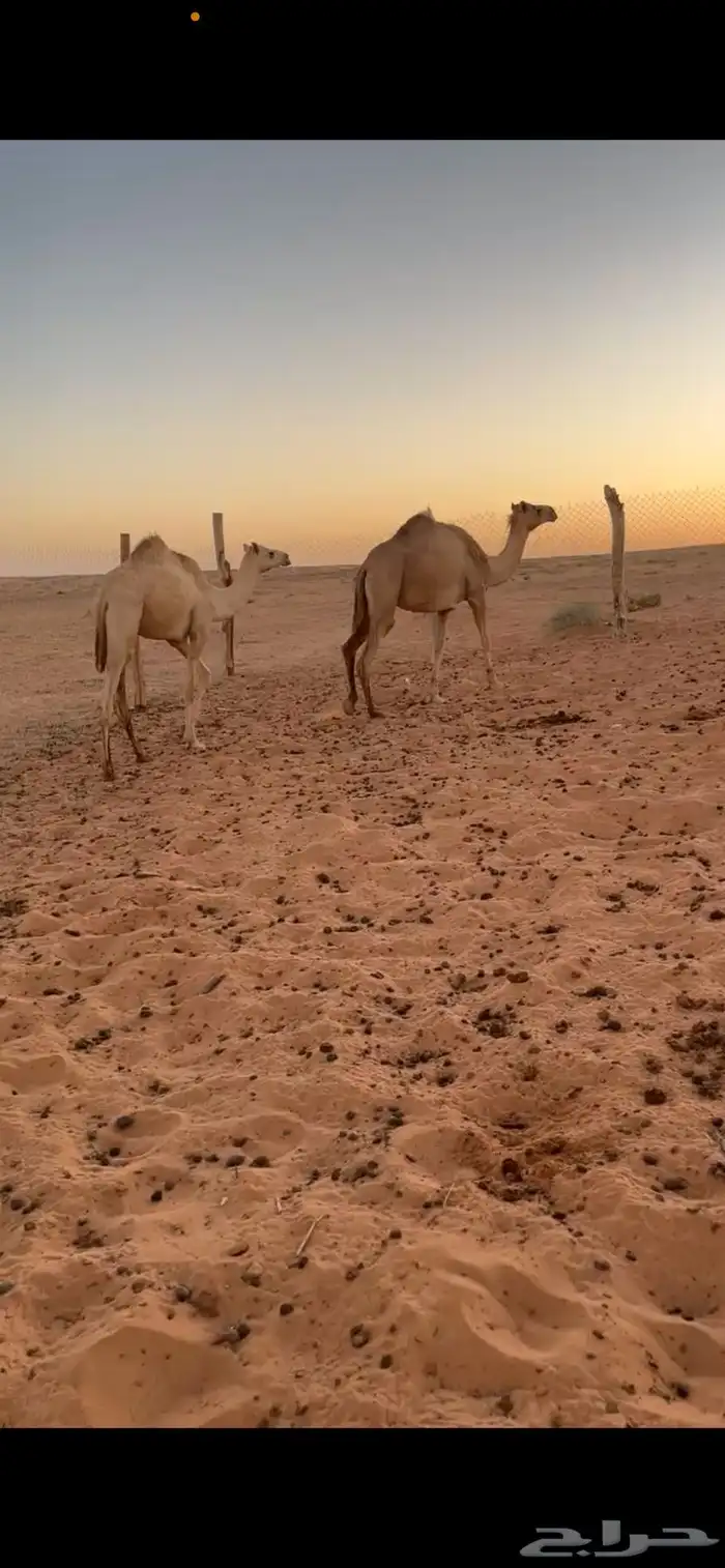 لبيع 0