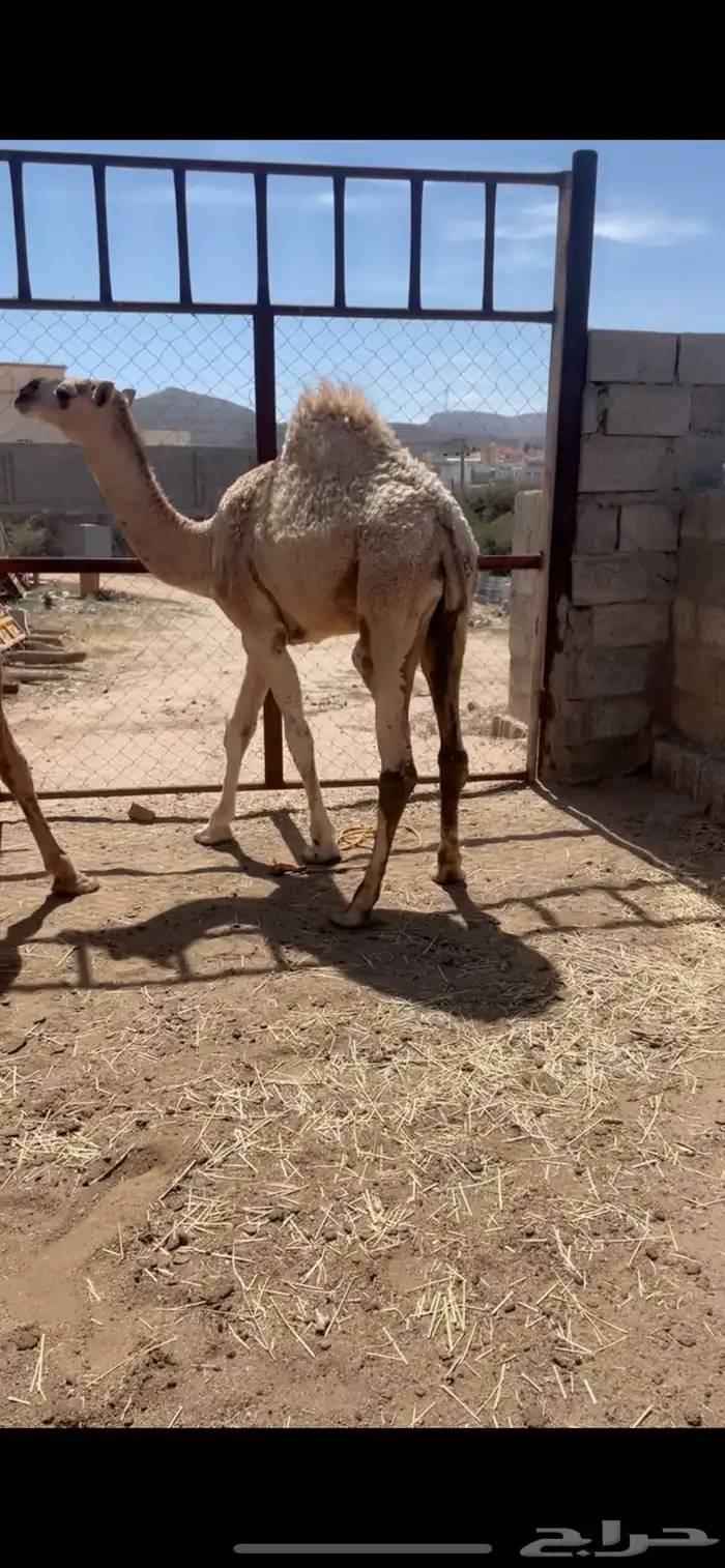 قعود ين للبيع 1