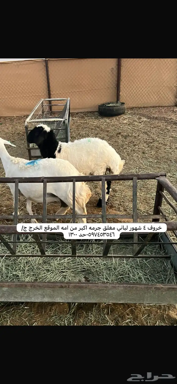 ذبايح 3