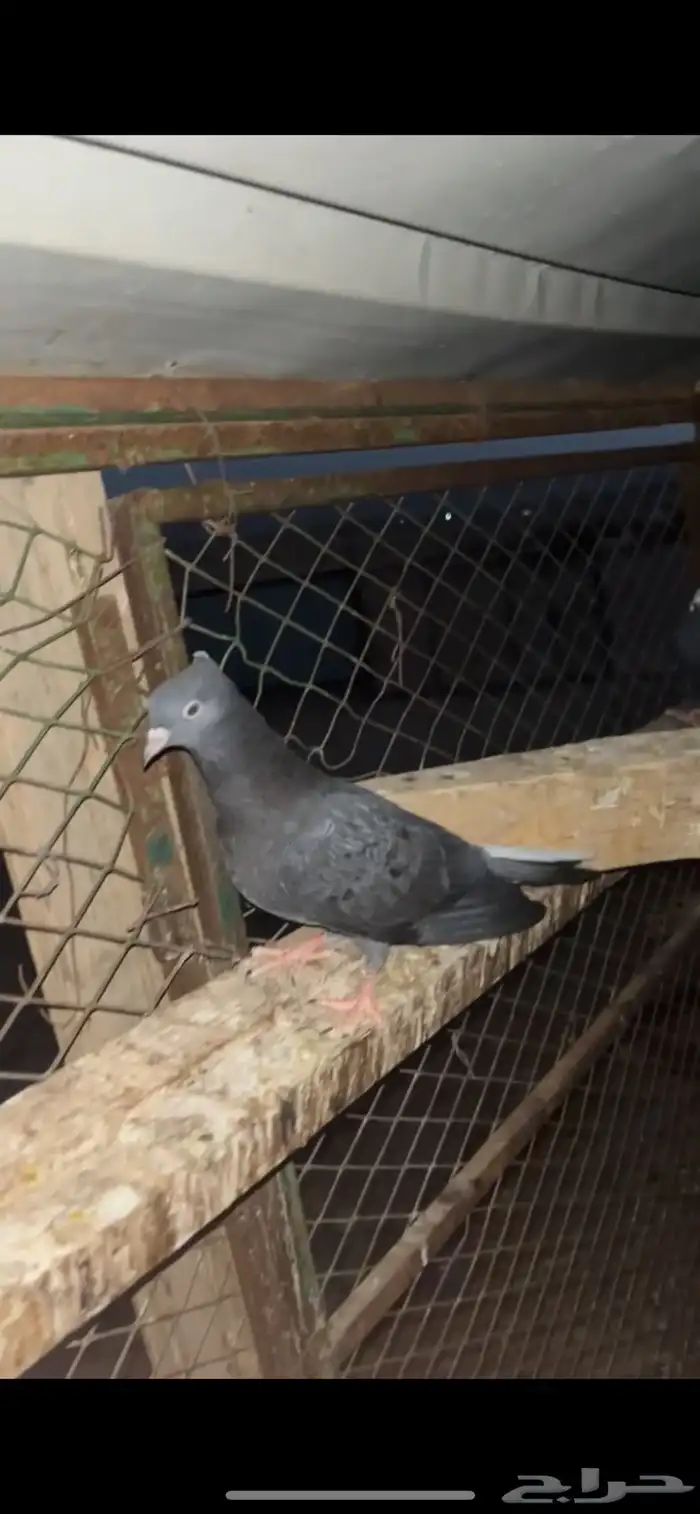 طبات للبيع قطايف 1