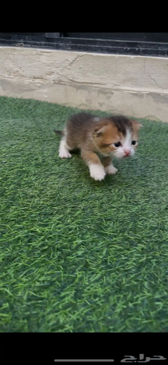 قطط سكوتش للبيع 6