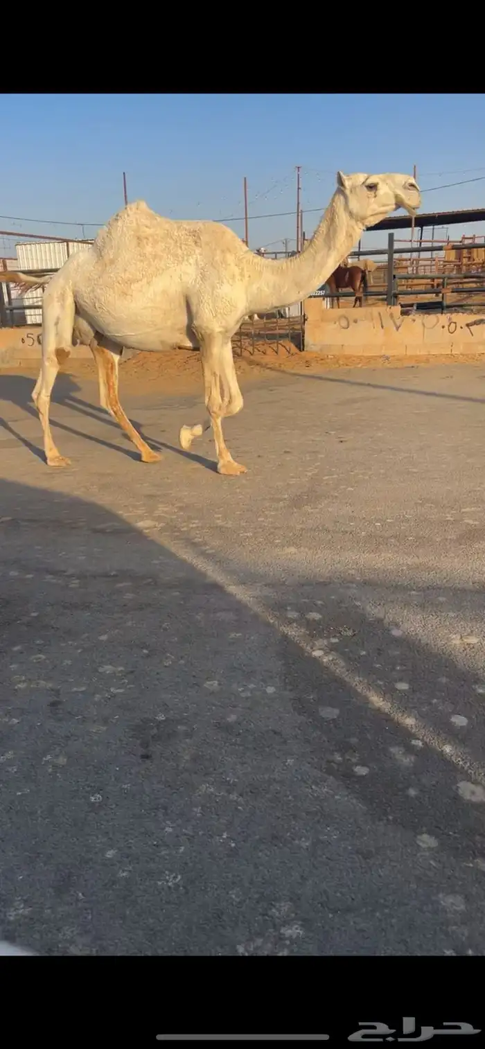 ناقه لقحه كفو وعلى بعير طيب 3
