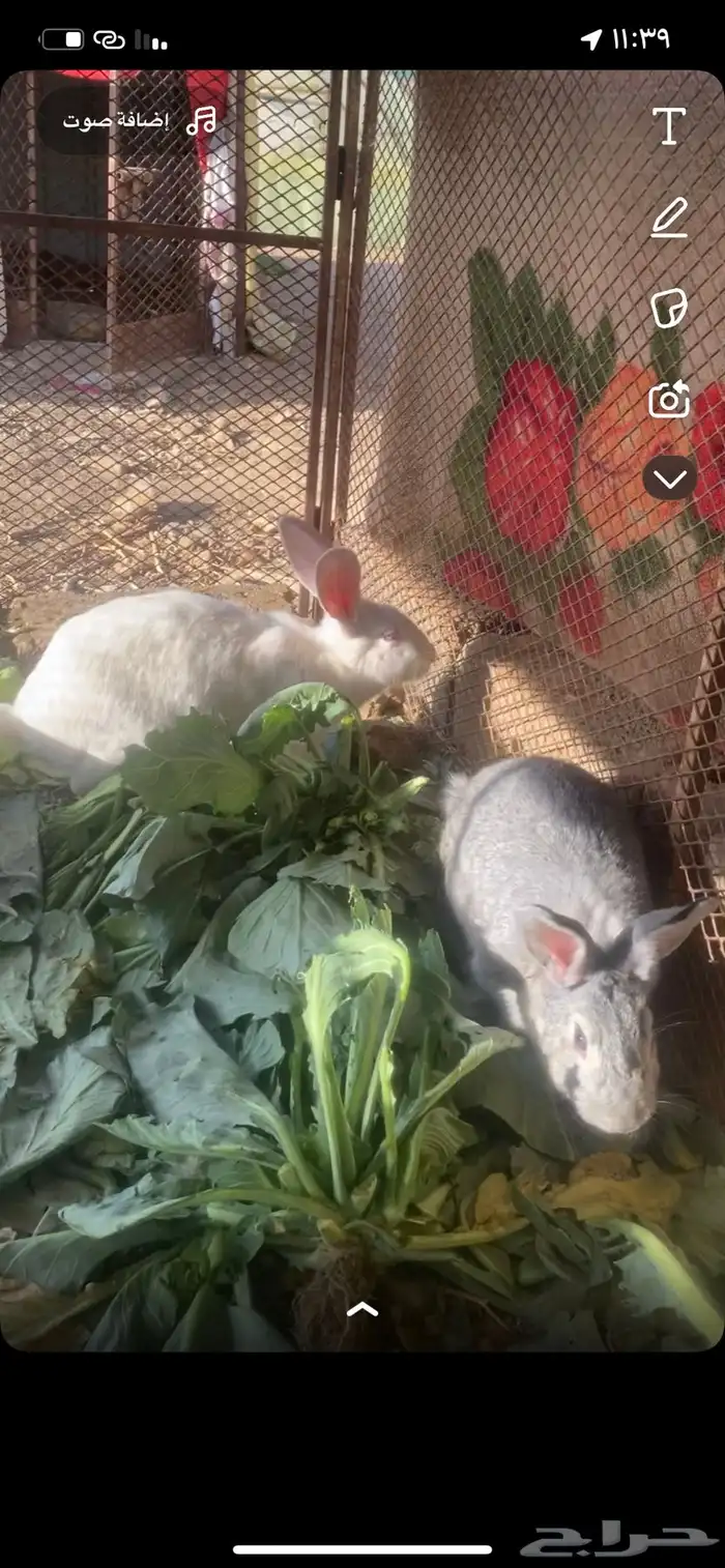 ارانب ايطالي دفع 8