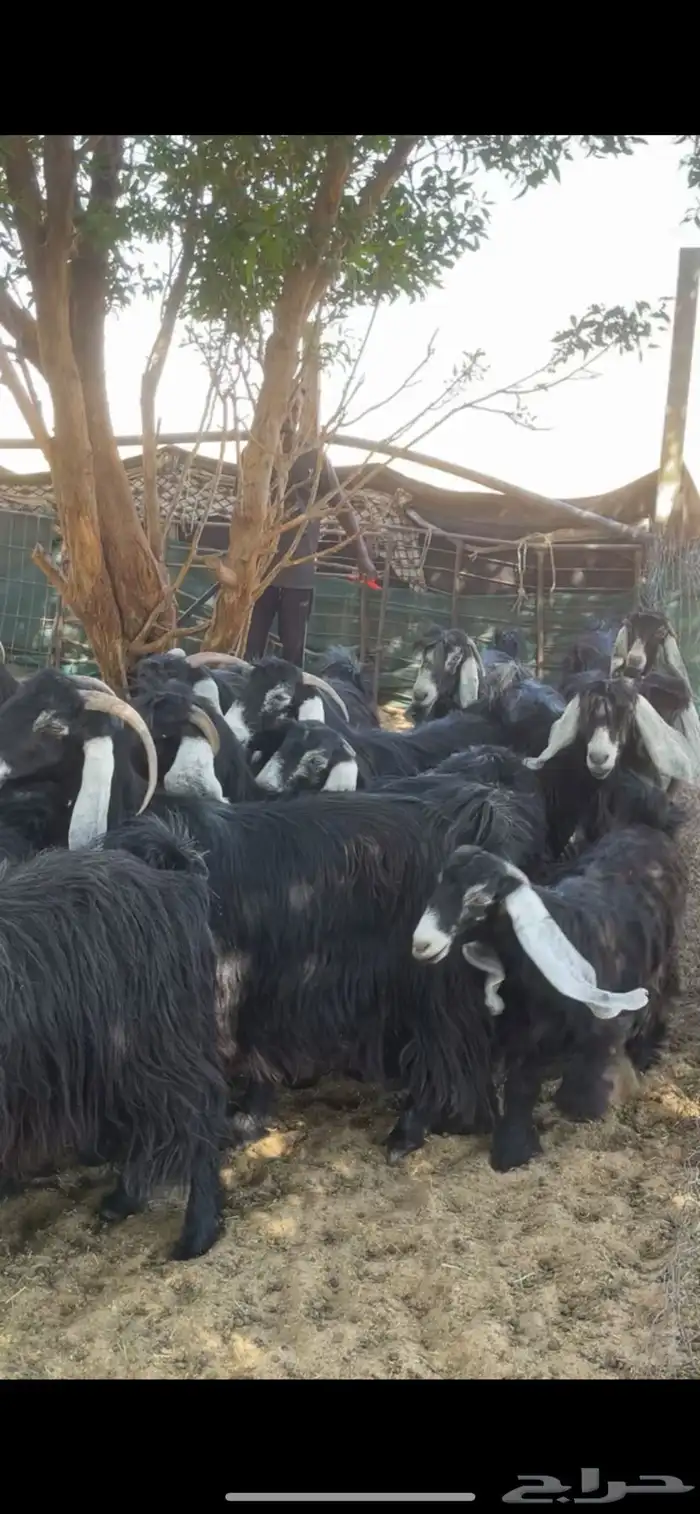 معزا عوارض مراح بفحولها 6