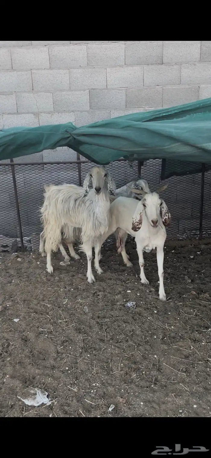 عرض معز مضريع فوق شهرين جروم طيب 0