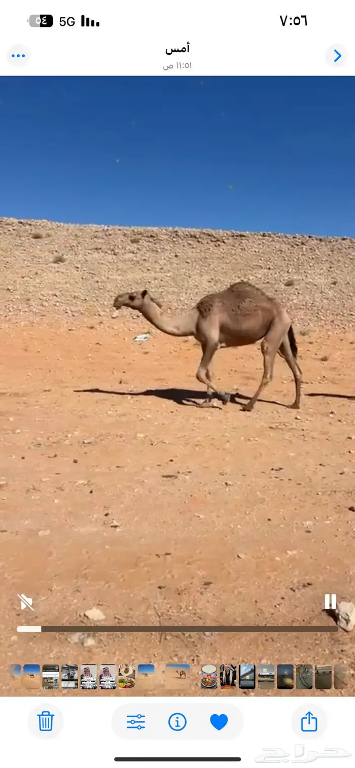 بكره للبيع 2