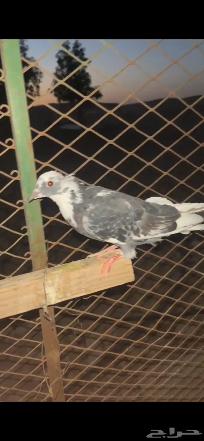 طبات للبيع قطايف 0