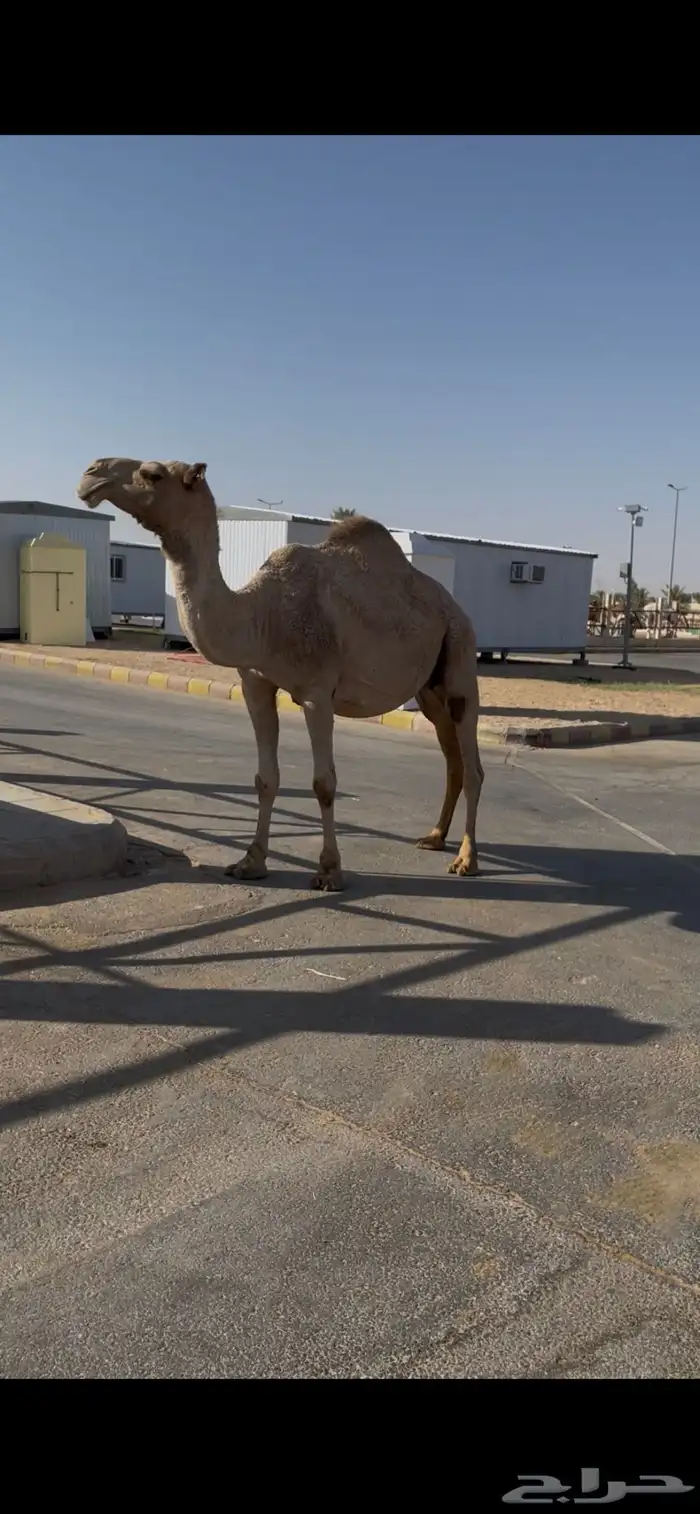 للبيع لقحه كفو لها تقريبا 9 شهور 0