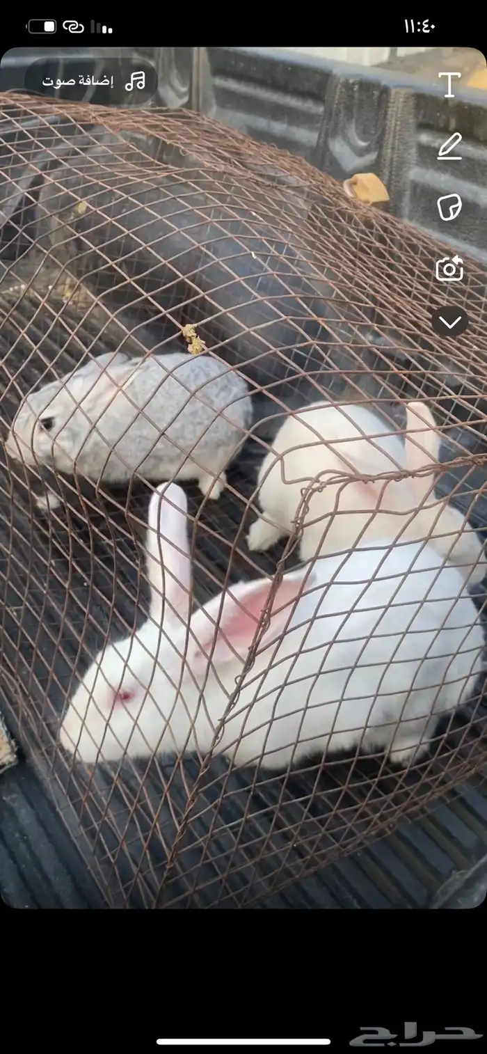 ارانب ايطالي دفع 5