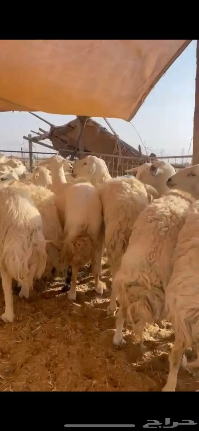 غنم حريات حرش مراح واحد بفحلها 0