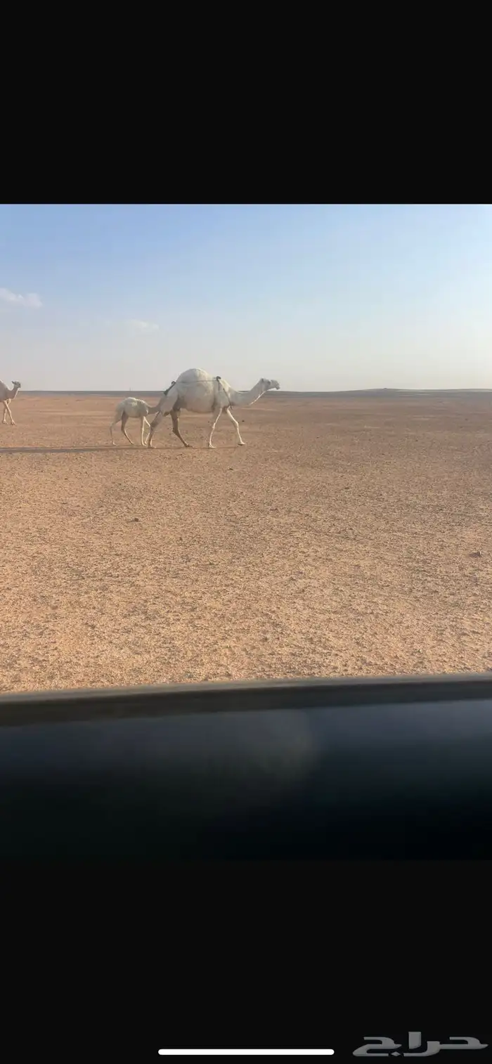 ناقه وضحى 1