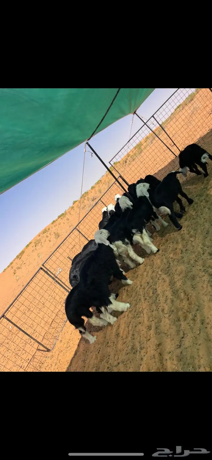 بهم نجد 6
