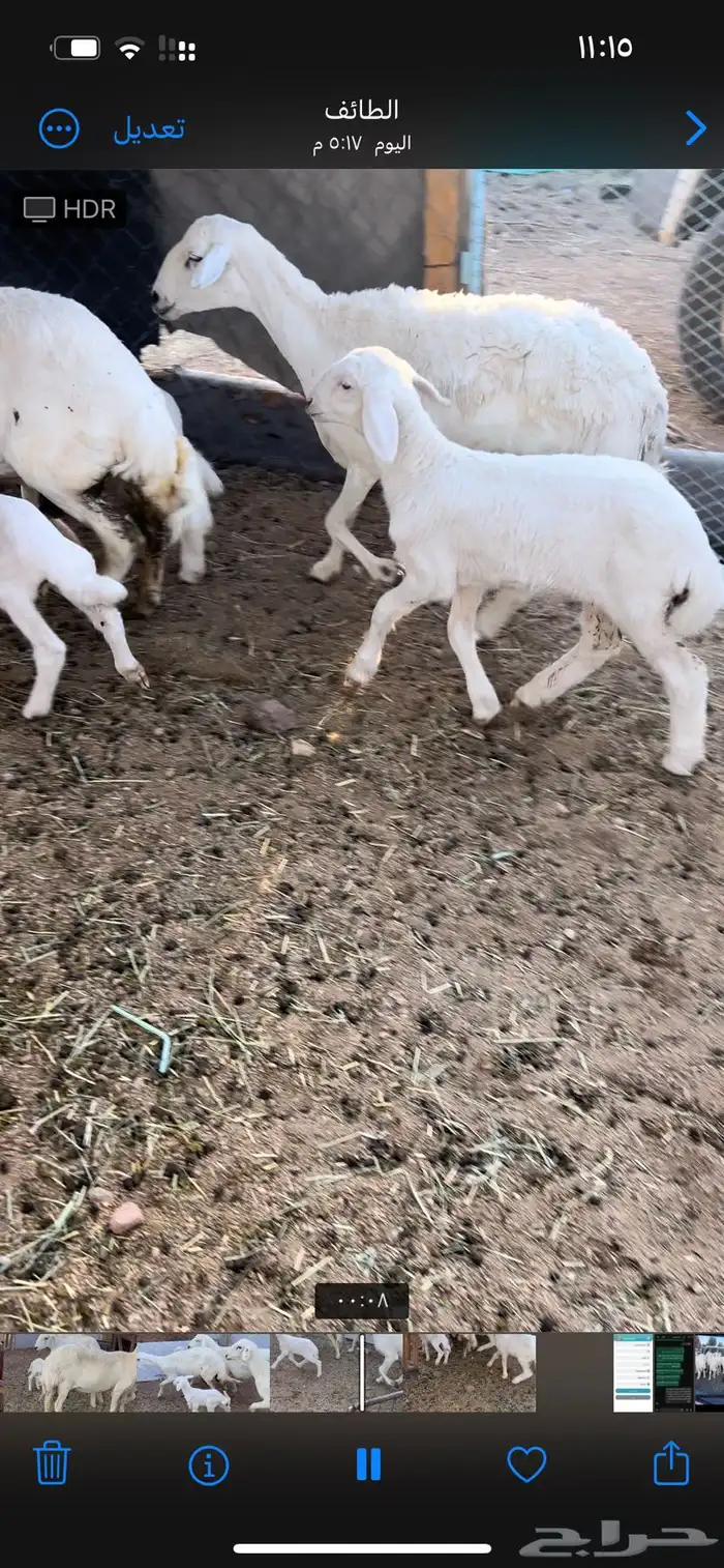 غنم طيبه خلفات رباع وقرح شبب 1