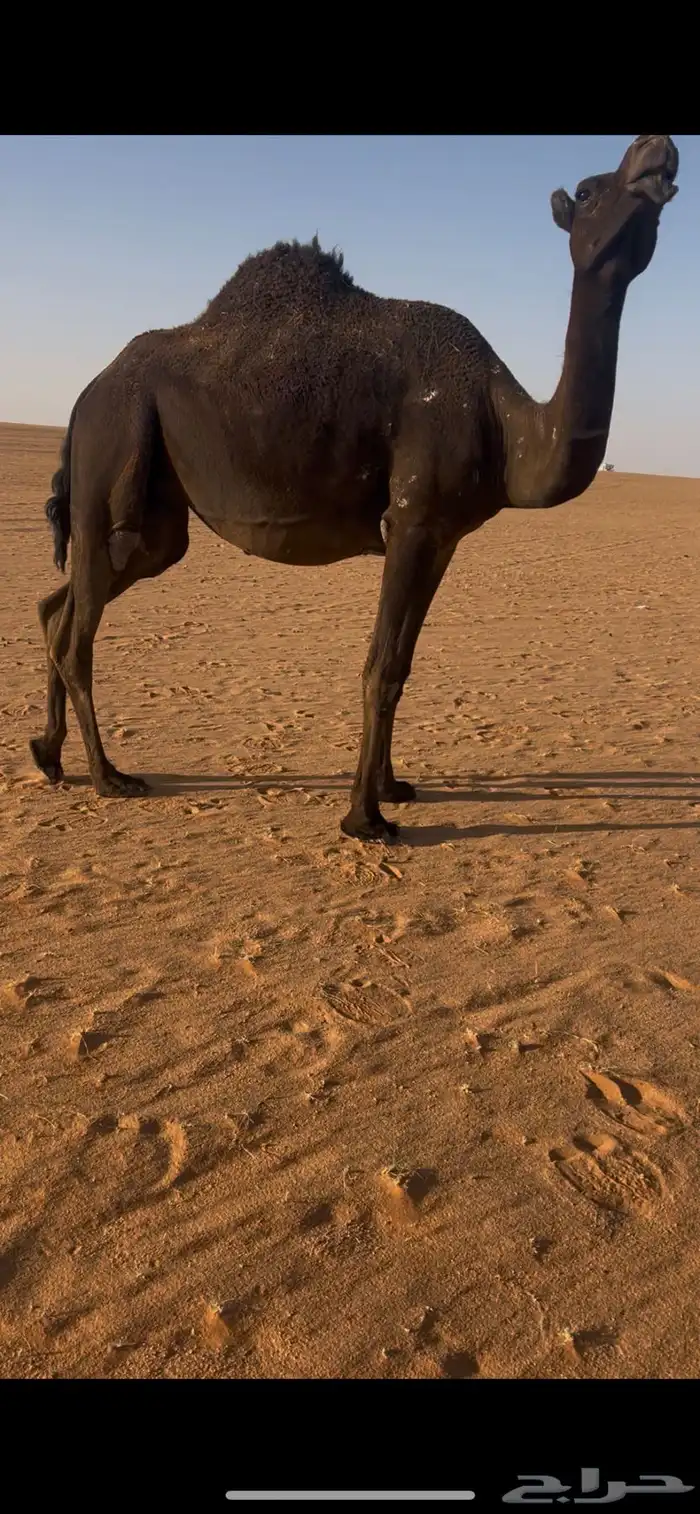 بكر لقحه بثنوها 1