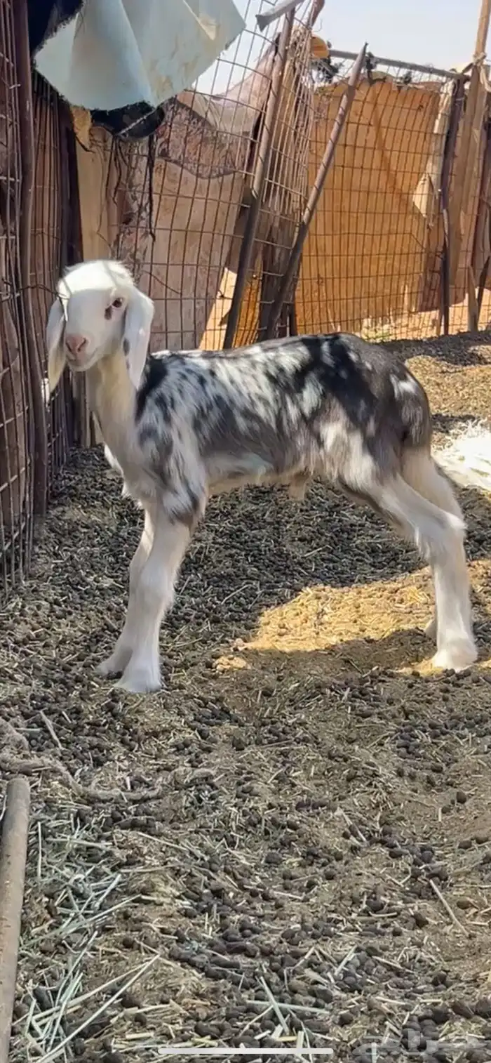 للبيع خروف فحل وداغور نجدي 4