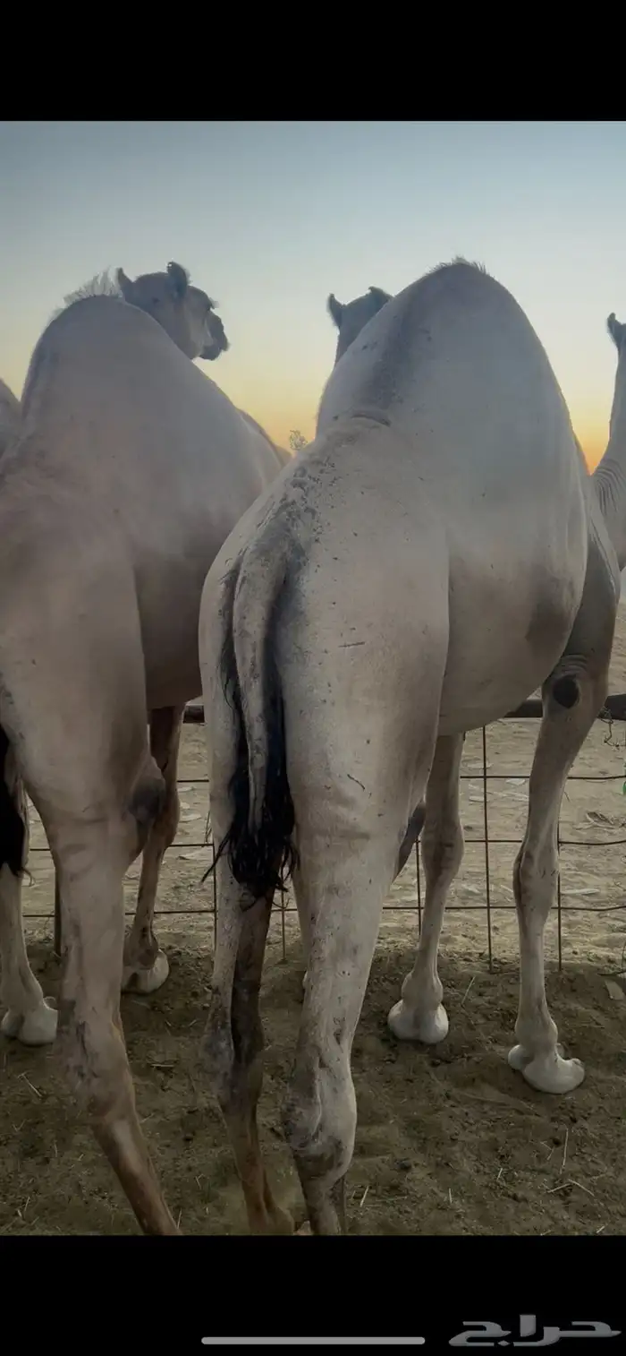 قعدان للبيع 6