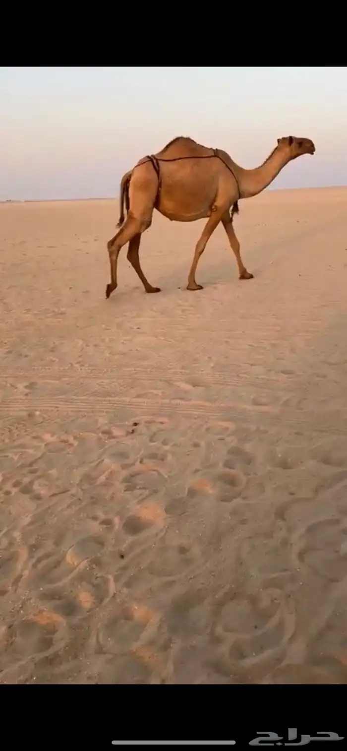 عشرا شعلا شعل ضروبه تحتها بكره مغتر 1