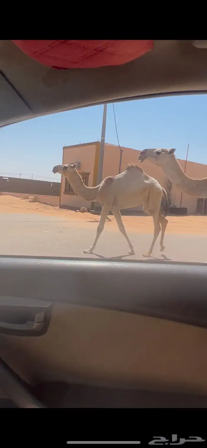 عشرا بكر طيبه تحتها بكره طيبه 3