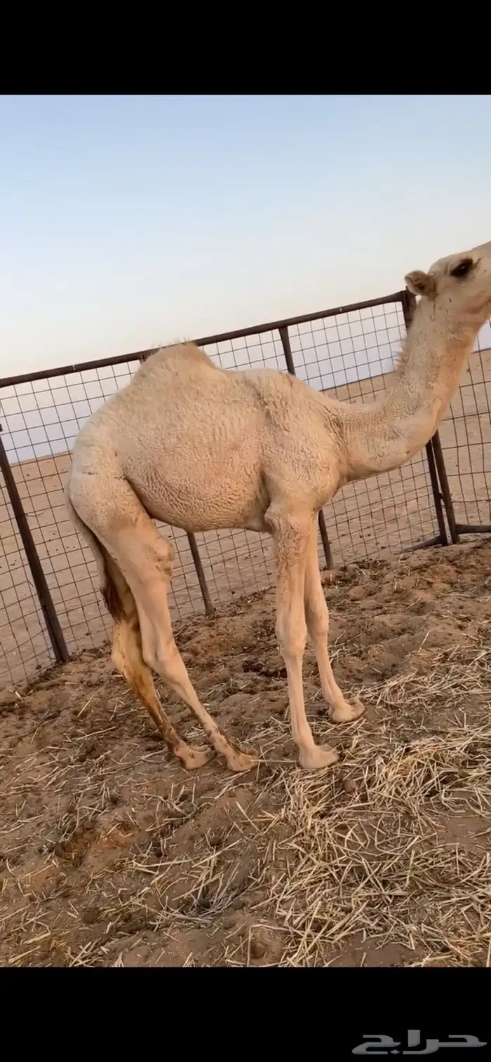 قعود قصب 1