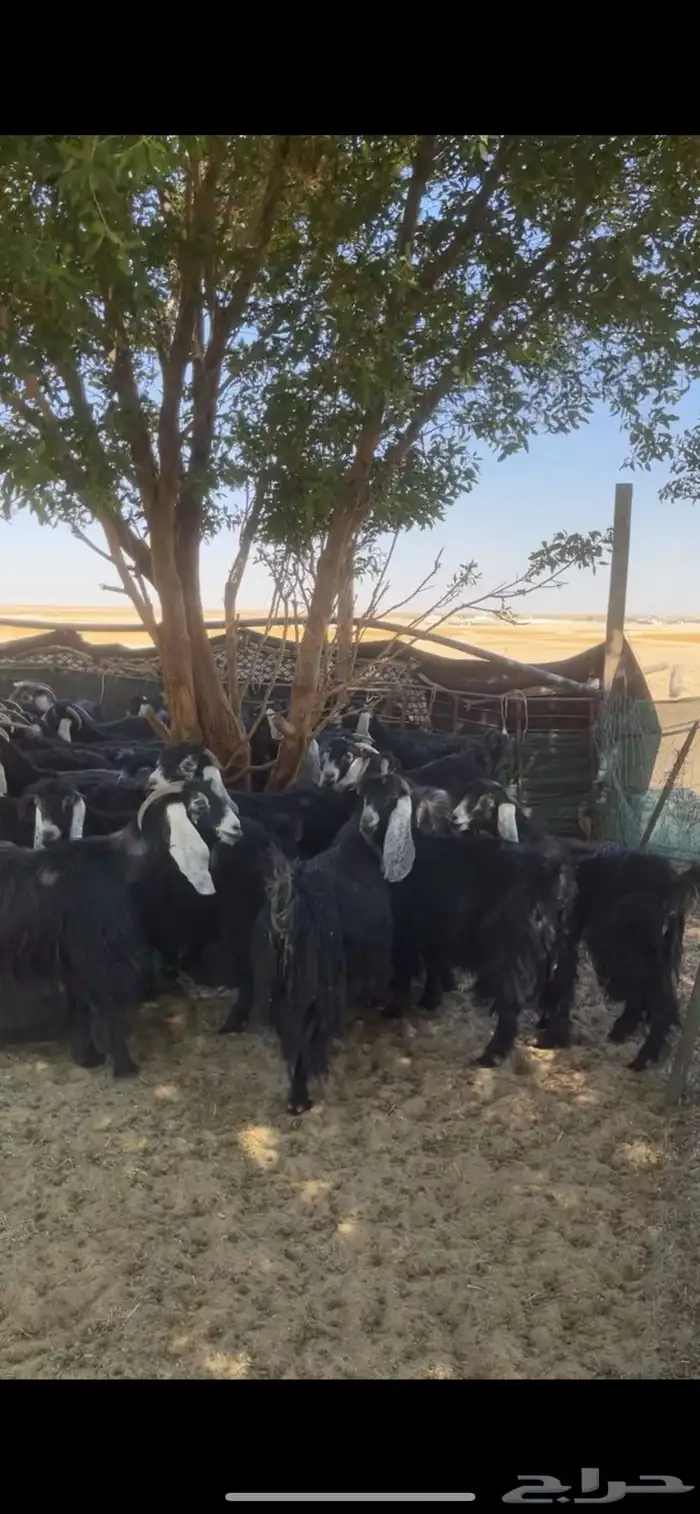 معزا عوارض مراح بفحولها 2