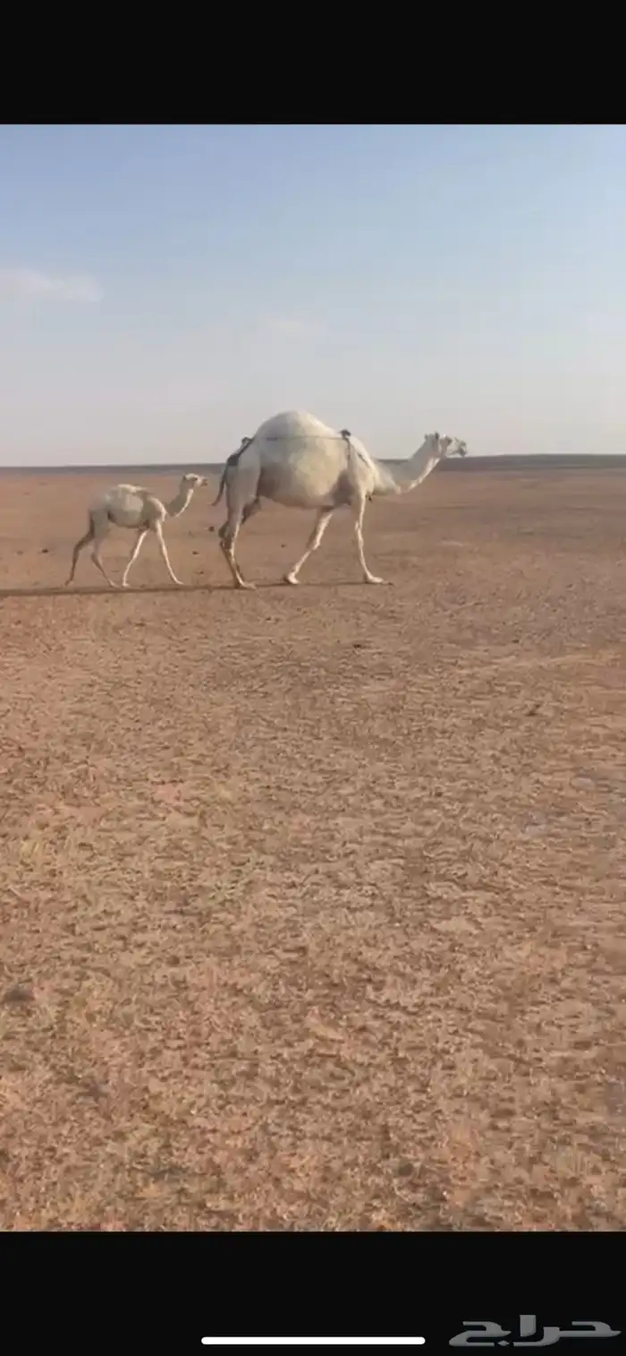 ناقه وضحى 0