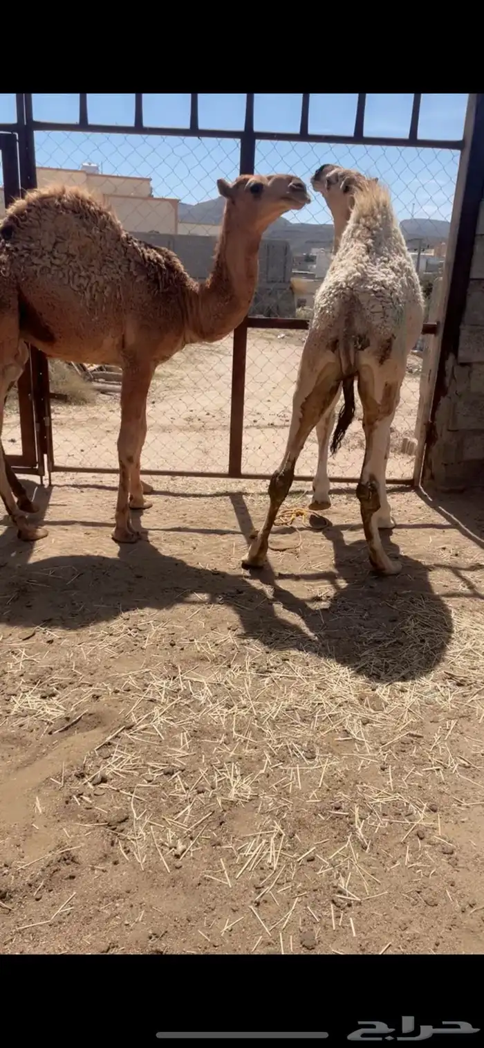 قعود ين للبيع 5