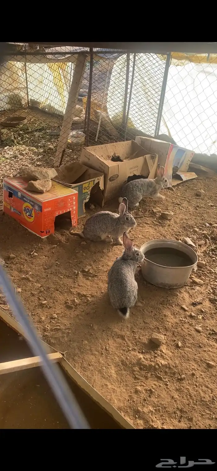 ارانب ايطالي دفع 0