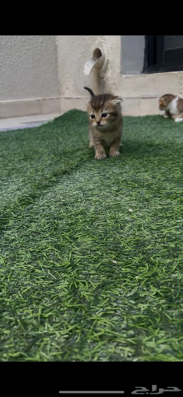 قطط سكوتش للبيع 8