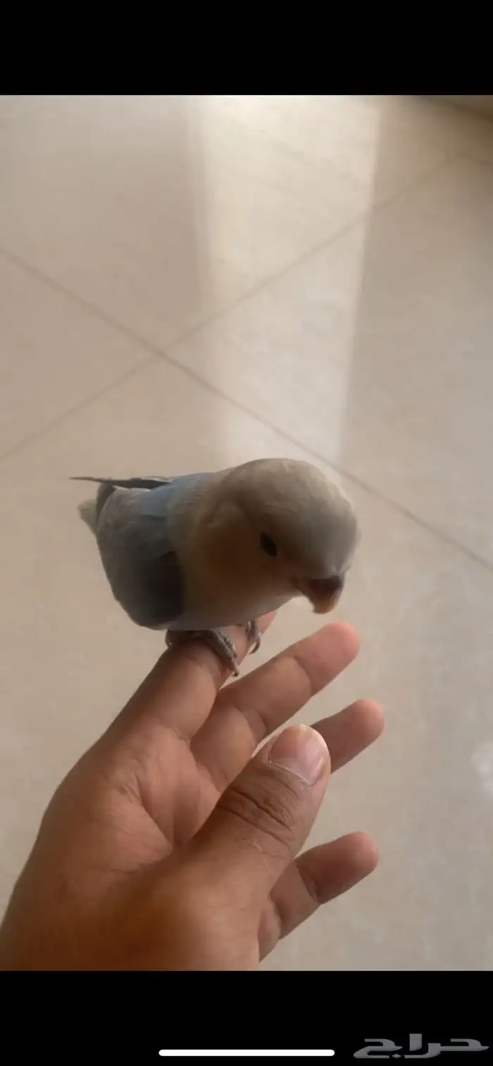 طير روز اوبلاين ازرق هدد 0