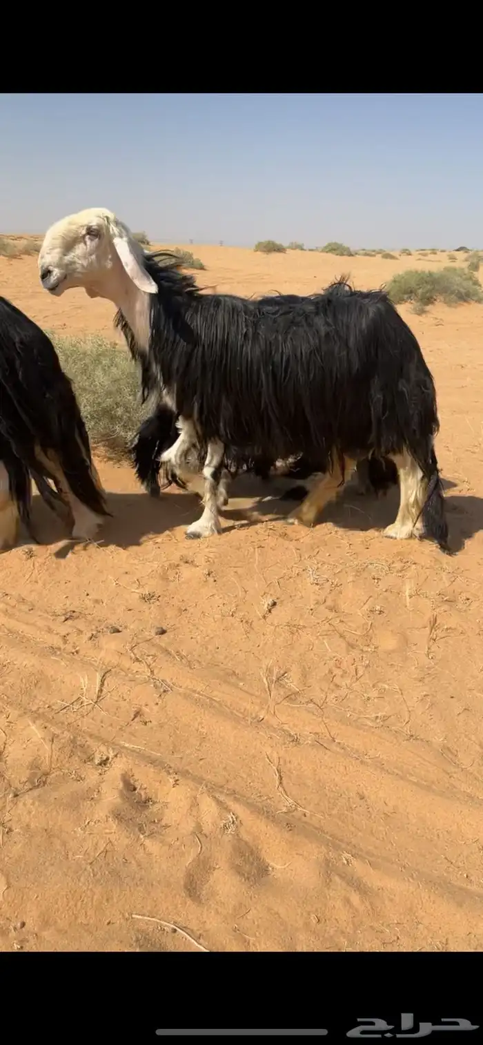 للبيعع 3 شياه منوت القناي خصمم 2
