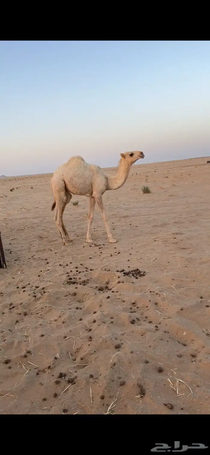 قعود قصب 2