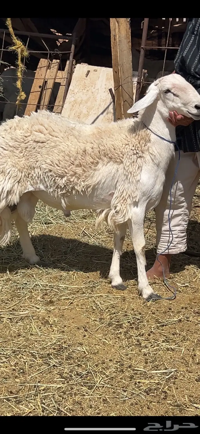 للبيع خروف فحل وداغور نجدي 1